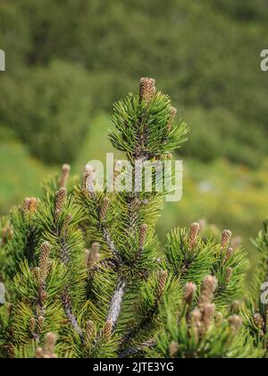 Junge Triebe der Zwergkiefer (lateinischer Name: Pinus mugo) in Beleg, Mokra Gora in Serbien Stockfoto