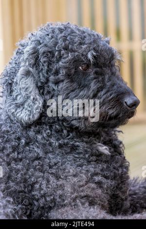 Ein Porträt eines schönen schwarzen Labradoodle-Hundes mit lockigen Haaren, der mit geschlossenem Mund nach vorne blickt Stockfoto