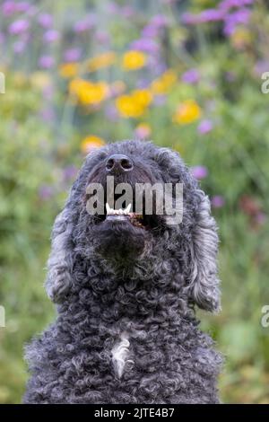 Ein schöner, grauer und schwarzer Labradoodle-Hund mit lockigen Haaren, der mit offenem Mund aufschaut Stockfoto