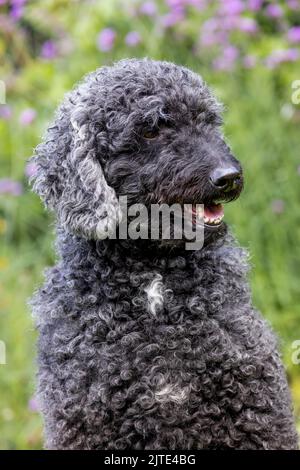 Ein schöner, grauer und schwarzer Labradoodle-Hund mit lockigen Haaren, der mit offenem Mund nach vorne blickt Stockfoto