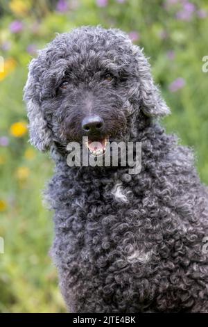Ein schöner, grauer und schwarzer Labradoodle-Hund mit lockigen Haaren, der mit offenem Mund nach vorne blickt Stockfoto