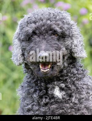 Ein schöner, grauer und schwarzer Labradoodle-Hund mit lockigen Haaren, der mit offenem Mund nach vorne blickt Stockfoto