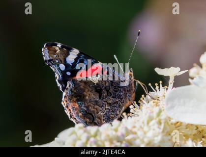 Ein wunderschöner Schmetterling des Roten Admirals (Vanessa atalanta), der seine Unterseite zeigt, während er sich von den Blüten einer weißen Hortensien ernährt Stockfoto