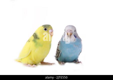 Kleine gelbe und blaue Wellensittiche isoliert auf weißem Hintergrund. Isolierter Wellensittich Stockfoto