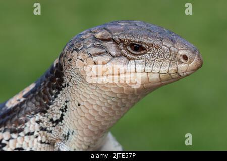 Nahaufnahme der australischen Blotched Blue Tongue Eidechse Stockfoto