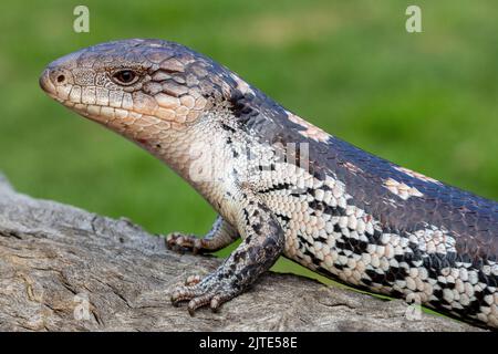 Nahaufnahme der australischen Blotched Blue Tongue Eidechse Stockfoto