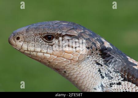 Nahaufnahme der australischen Blotched Blue Tongue Eidechse Stockfoto