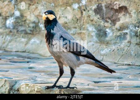 Krähe mit Kapuze (Corvus cornix) klaut Brot Stockfoto