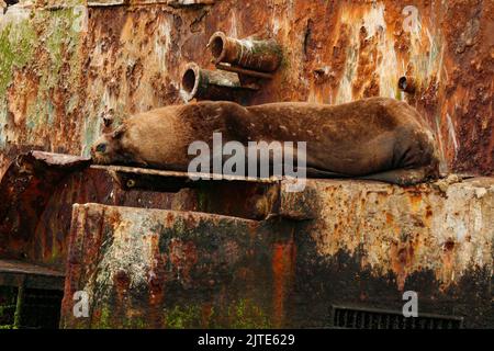 Seelöwe faulenzt auf dem Deck eines Schiffswracks Stockfoto