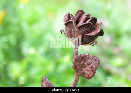 Verrostete Metallrosenblüte Im Garten Stockfoto