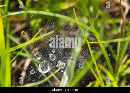 Wolf Spider auf Tau Grass Web (Lycosidae sp.) Stockfoto