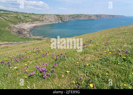 Betonie (Stachys officinalis) blüht in Fülle auf einer Küstenspitze mit Blick auf Fall Bay, Rhossili, The Gower, Wales, Großbritannien, Juli. Stockfoto