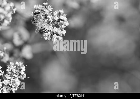 Honigbiene in schwarz und weiß, sammeln Nektar auf einer Blume des Blütenschmetterlingsbusches. Fleißige Insekten aus der Natur. Von Bienen ernten wir den Honig. Ein Stockfoto