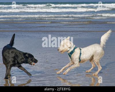 Black Labrador und der junge Labradoodle (Canis familiaris) spielen mit einem Ball an einem wellengewaschenen Strand, Polzeath, Cornwall, Großbritannien, September. Stockfoto