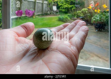 Blackbird-Ei auf der Hand von jemandem, das auf dem Boden im Garten entdeckt wurde (und aufgrund von Gesetzen zur Eierhaltung weggeworfen wurde), Yorkshire, England, Großbritannien Stockfoto