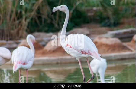 Gruppe von Flamingos in einem See im Zoo von Riad Stockfoto