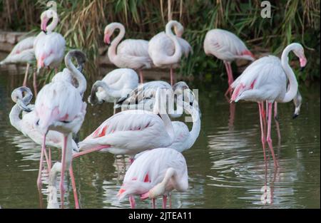 Gruppe von Flamingos in einem See im Zoo von Riad Stockfoto