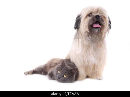 Trauriger Shih Tzu Hund und Katze isoliert auf weißem Hintergrund Stockfoto