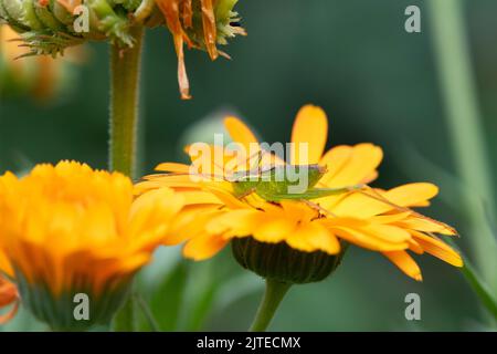 Leptophyes punctatissima. Gesprenkelte Buschkricket auf einer Ringelblume Stockfoto