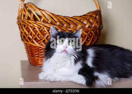 Schöne Katze persischen Rasse auf dem Hintergrund des Korbes. Schwarz-weiße Farbe, grüne Augen. Metis. Nahaufnahme. Stockfoto