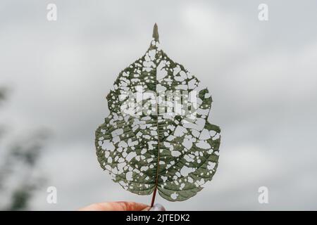 Isoliertes Bild eines Actinidienblattes mit Löchern, die von Raupen gefressen werden. Hochwertige Fotos Stockfoto