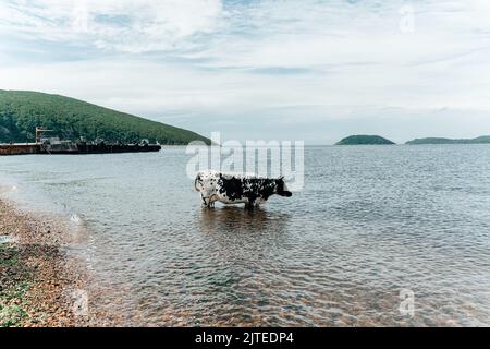 Die Kuh kühlt sich ab, geht baden, baden und steht im Meer. Hochwertige Fotos Stockfoto