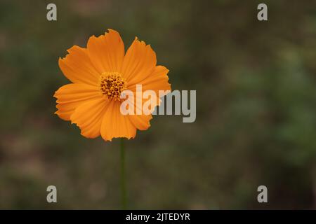 Eine einzelne goldgelbe Blume, die in Landschaftsausrichtung vor dem natürlichen grünen Gartenhintergrund im frühen Morgenlicht aufgenommen wurde. Stockfoto