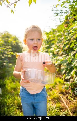 Kleines Mädchen pflückt Brombeere in Himbeer-Selbstpflückung Plantage in der Tschechischen republik Stockfoto