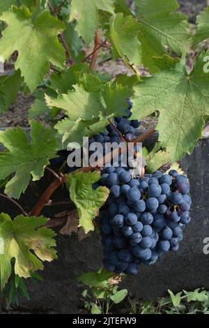 Reife blaue Trauben hängen an der Weinrebe bei der Ernte. Weinbau im Land Stockfoto