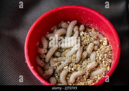 Lebende Fliegenlarven in der roten Kunststoffplatte als Köder für den Fischfang. Die Maden zum Fischen vor dem Hintergrund Stockfoto