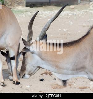 Das gemeine Eland, auch bekannt als das südliche Eland oder Elandantilope, ist eine Savannen- und Flachantilope, die in Ost- und Südafrika gefunden wird Stockfoto