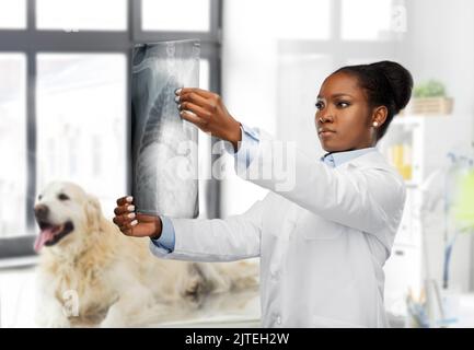 Tierarzt mit Röntgenaufnahme des Tieres in der Tierarztklinik Stockfoto