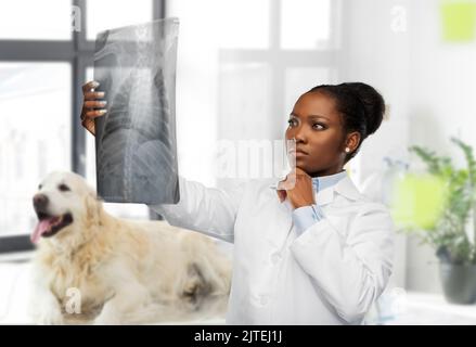 Tierarzt mit Röntgenaufnahme des Tieres in der Tierarztklinik Stockfoto