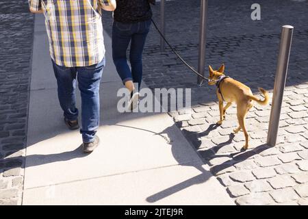 Pärchen, die mit ihrem niedlichen Hund an der Leine auf einem Bürgersteig in der Stadt spazieren gehen Stockfoto