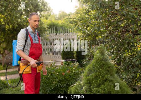 Gärtner, der mit einem Sprüher Insektiziddünger auf seine Thuja aufgibt Stockfoto