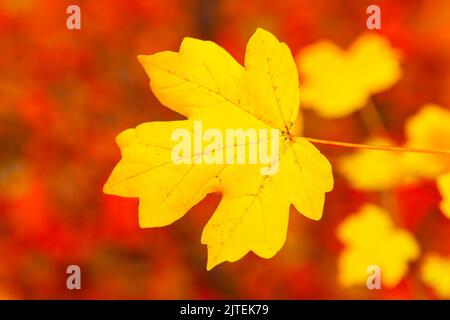 Gelbes Blatt auf rotem natürlichem Hintergrund. Herbstblatt Ahornblatt Stockfoto
