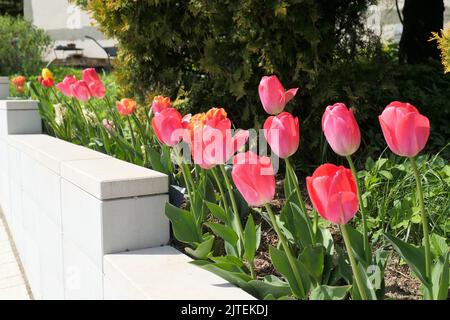 Tulpen rote Blumen wachsen im Garten. Bunte Frühlingsblumen auf Blumenbeet an Wand. Stockfoto