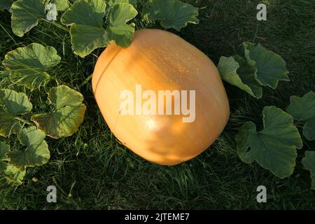 Atlantic Giant Kürbis wächst auf Pflanze im Garten Stockfoto