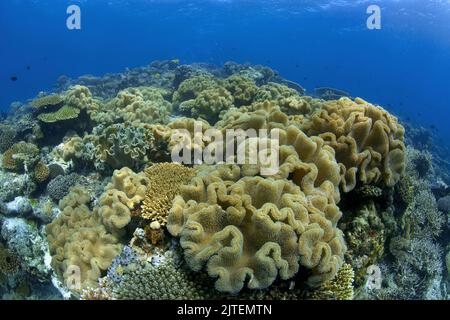 Pilzweichkorallen (Sarcophyton trochelioporum) überwuchsen ein Korallenriff, Nord-Male Atoll, Malediven, Indischer Ozean Stockfoto