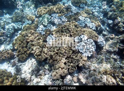 Pilzweichkorallen (Sarcophyton trochelioporum) überwuchsen ein Korallenriff, Cebu, Philippinen Stockfoto