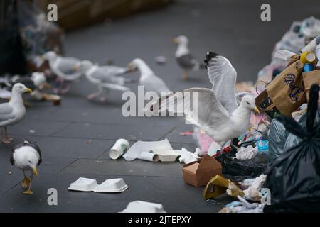 Edinburgh Schottland, Großbritannien 30. August 2022. Die Müllabfertigungen werden nach Streikaktionen der Arbeiter während des Edinburgh Festivals wieder aufgenommen. Credit sst/alamy live News Stockfoto