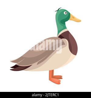 Cartoon stehende farbige Ente in flachem Stil. Schwebender Vogel. Männliche Ente mit grünen Federn. Einfache Cliparts für Produktdesign, Druck für Kleidung, Aufkleber. Symbol mit Stadtvogel. Zeichnung für Brettspiel. Stock Vektor