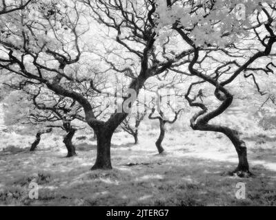 Schwarzweiß-Infrarotfoto von Eichen in der Quantock Hills National Landscape. Somerset, England. Stockfoto