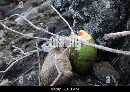 Moco, Kerodon rupestris, Nagetier der brasilianischen Fauna, typisches Tier des brasilianischen Nordostens, leben frei in den Felsen Stockfoto