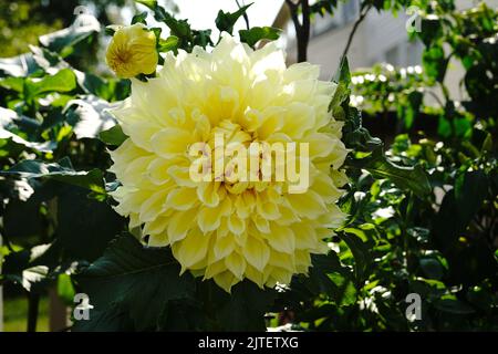 Selbstgewachsene Dinnerplate Dahlia in gelber Nahaufnahme, selektiver Fokus Stockfoto