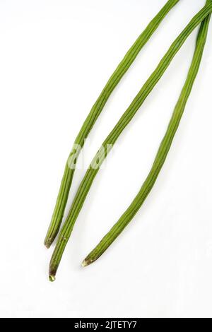 Frische, selbstgewachsene Moringa oder auf Weiß isolierte Drumsticks Stockfoto
