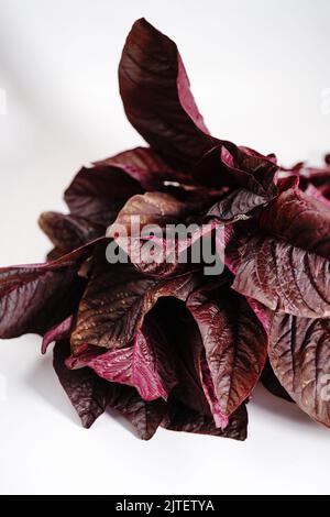 Frischer, selbstgewachsener roter Spinat, isoliert auf weißem, selektivem Fokus Stockfoto