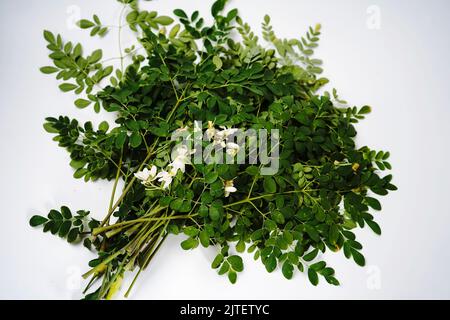 Frische, hausgemachte Moringa- oder Muringa-Blätter isoliert auf weißem Hintergrund, selektiver Fokus Stockfoto