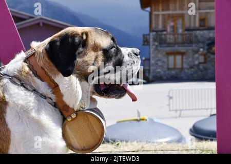 Saint Bernard Dogs - La Rosière - Französische Alpen - Savoie - Frankreich Stockfoto