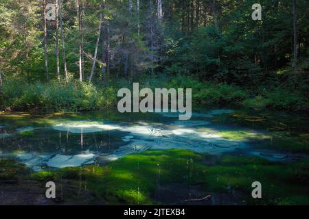 Saula kalt reines Süßwasser blaue Quelle, Estland, Europa. Schöne Naturwunder in den Wäldern am Wanderweg. Es wird angenommen, dass es sich um alte Opferungen Stockfoto